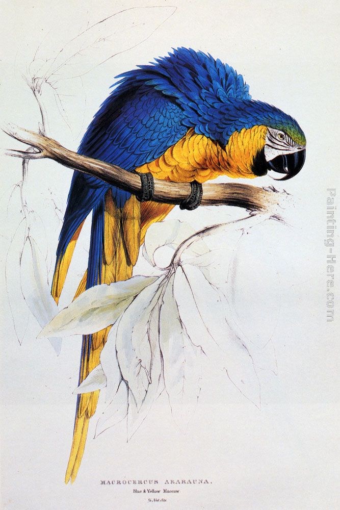 Edward Lear Blue And Yellow Macaw